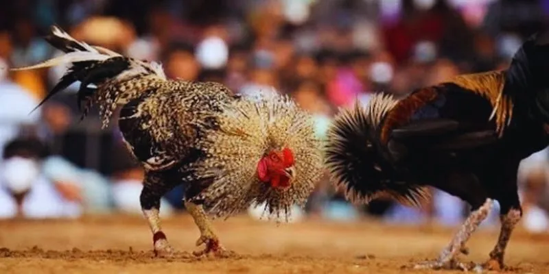 Đôi nét cần nắm về sân chơi đá gà Zbet