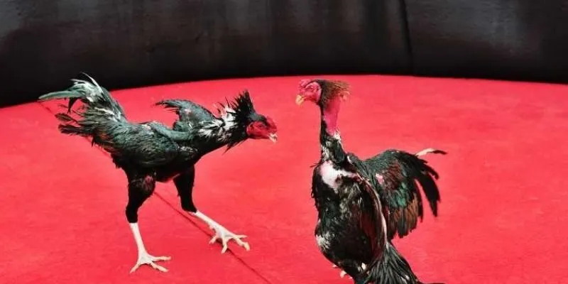 Hấp dẫn và mãn nhãn cùng chọi gà cựa dao